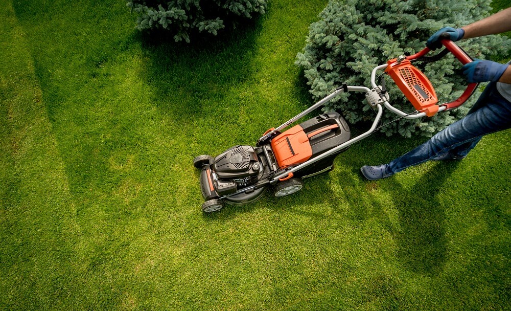 Why Professional Lawn Care Makes All the Difference